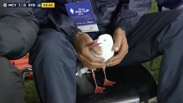 Gaviota 'futbolera' para una final y da la vuelta al mundo