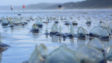 Reino Unido se queda sin palabras ante la alerta por la ‘invasión’ de miles de medusas en esta playa de Mallorca
