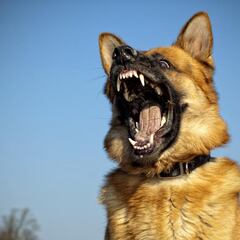 Montapeleas, nueva estafa en CDMX para despojarte de todo tu dinero haciéndose pasar por dueños de mascotas