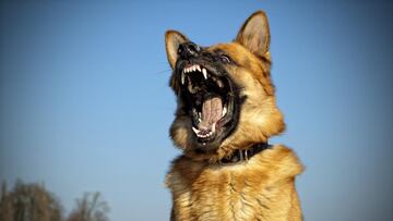 Montapeleas, nueva estafa en CDMX para despojarte de todo tu dinero haciéndose pasar por dueños de mascotas