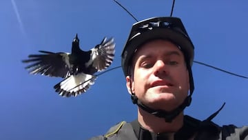 Una urraca despliega sus alas volando cerca de la cabeza de un ciclista, equipada con un casco de MTB y unas largas bridas negras que salen de su cabeza, con el cielo al fondo, en Australia. 