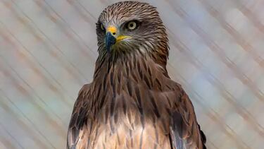 Escapadas a parques de atracciones y zoológicos con hasta un 40% de descuento