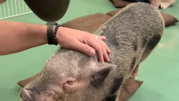 Enseña lo que se puede hacer en un bar de Tokio mientras tomas café: para algunos maravilla y para otros, intolerable