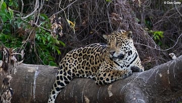 Corre por la Naturaleza con la media maratón de Bogotá 2025