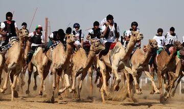 Carrera de camellos durante el Festival Sheikh Sultan Bin Zayed al-Nahyan, en el hipódromo de Shweihan en al-Ain en las afueras de Abu Dhabi.