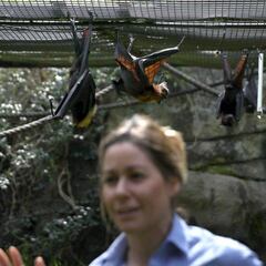 Sanidad: "Parece claro" que el origen reservorio del virus está en los murciélagos