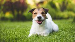 A scientific method that measures the pound of force per square inch (PSI) is helping researchers determine which dog breeds bite the hardest.