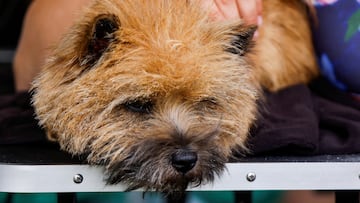 El 26 de agosto se celebra el Día Nacional del Perro en Estados Unidos. Descubre cuántos perros hay en el país y cuántas razas.