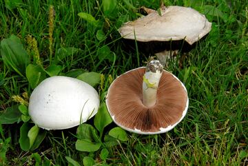 El champiñón silvestre crece de primavera a otoño en zonas herbosas y prados. El sombrero de color blanco mide entre 6 y 10 centímetros de diámetro y el pie es corto y grueso. La parte inferior del sombrero pasa del color rosa al chocolate. La carne es firme de sabor dulce y agradable olor. 