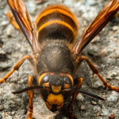 Muere un hombre tras sufrir picaduras de varias avispas velutinas en Ourense