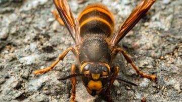 Muere un hombre tras sufrir picaduras de varias avispas velutinas en Ourense