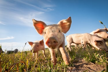 La Pourcailhade, también conocida como "La Fête du Cochon" o el "Festival del Cerdo", es un festival anual que se celebraba en agosto en la localidad de Trie-sur-Baïse, en el departamento de Altos Pirineos, en el suroeste de Francia.

Este festival, que comenzó en 1975 y era organizado por "La Confrérie du Cochon" (la Hermandad del Cerdo), era una celebración peculiar y alegre dedicada a todo lo relacionado con los cerdos, como Exposiciones, exhibiciones, carreras de cerdos, concursos de comida...