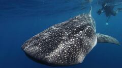 Scientists stunned by a study showing how whale sharks can navigate the ocean
