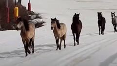 Caballos salvajes por Sierra Nevada