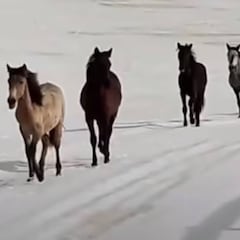 Caballos salvajes campan a sus anchas por las pistas de esquí de Sierra Nevada