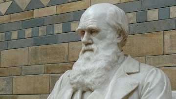 Un libro acusa a Darwin de robar la teoría de la evolución.