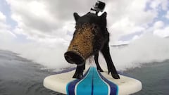 Cosas que pasan en Hawái: Kama, el cerdito surfista