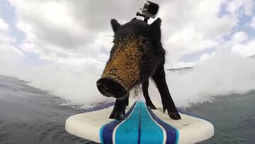 Kama, el cerdito surfista de Haw&aacute;i. 