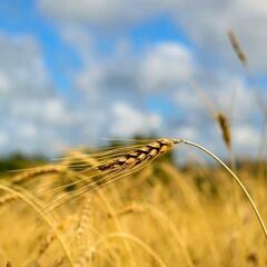 Perros de caza, el verano y las espigas