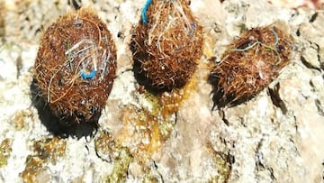 Las ‘bolas de Neptuno’ que llegan al mar en España