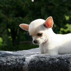 Adopta un perro pensando que era una mezcla de chihuahua y su compañera de piso le muestra sus dudas: “Tiene una energía inagotable”