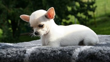 Adopta un perro pensando que era una mezcla de chihuahua y su compañera de piso le muestra sus dudas: “Tiene una energía inagotable”