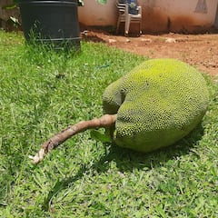 Ni melón ni sandía: la fruta tropical que pesa 50 kilos y es perfecta para controlar el azúcar durante el verano