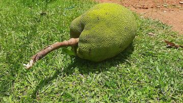 Ni melón ni sandía: la fruta tropical que pesa 50 kilos y es perfecta para controlar el azúcar durante el verano
