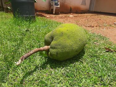 Ni meln ni sanda: esta es la fruta tropical que pesa 50 kilos y es buena para controlar el azcar