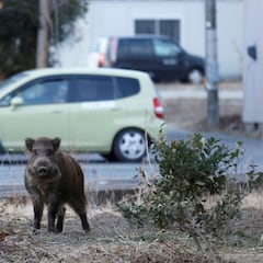 Descubren una nueva especie híbrida cerca de Fukushima