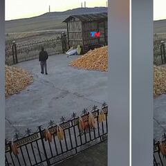 Abre la puerta de su casa y le ataca un animal que alcanza los 90 km/h: da pánico el sonido