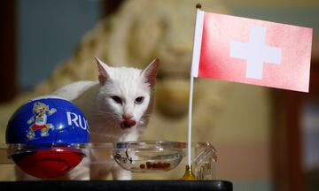 El gato Achilles que vive en la Ermita de San Petersburgo, hace una predicción del partido entre Suecia y Suiza.
