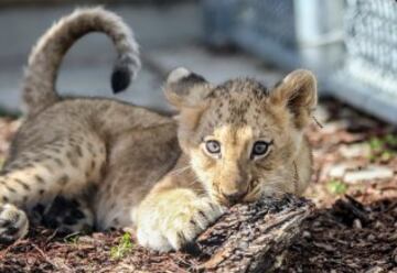 El Fresno Chaffee Zoo: "Vemos vuestro #CuteAnimalTweetOff y lo subimos con este cachorro de le¨®n!".