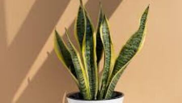 No te pierdas el truco con el que harás crecer y florecer esta bella planta usando un simple vaso de refresco