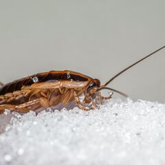 3 productos tops de Amazon para decir adiós a cucarachas, hormigas y otros insectos en casa