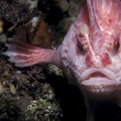 Descubren un pez rosado 'con manos'
