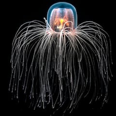 Descubren una criatura extraña que hace trampas en la vida: oculta el secreto de la inmortalidad