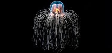 ¿Qué es el oxígeno oscuro encontrado en el Pacífico y cómo puede cambiar nuestra comprensión del origen de la vida?