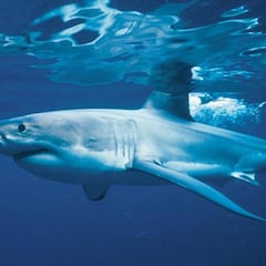 Nakawe Project: la incesable lucha para acabar con la caza del tiburón