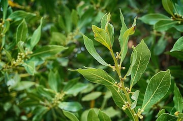 Recomiendan antes de ir a la cama tomar una infusin de una tpica planta espa?ola para plantar cara al colesterol y el estrs