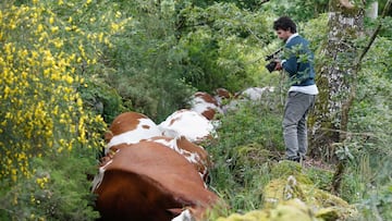 27 vacas mueren alcanzadas por un rayo en una explotación ganadera en Rodeiro, a 19 de mayo de 2025, en Pontevedra, Galicia (España).