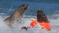 Un león marino intimida a un surfista en St. Clair Beach, en Nueva Zelanda, durante un campeonato de surf celebrado en enero del 2024.