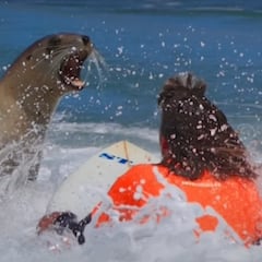 Un león marino compite por sorpresa en el evento de surf más longevo de Nueva Zelanda