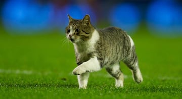 La Premier League también se ha robado cámara en el mundo con la invasión de animales. En duelo entre Liverpool y Tottenham un gato se paseó durante unos minutos en la cancha. Tras su captura fue llevado a un centro de animales donde los aficionados lo adoptaron y lo nombraron Shanks, en referencia a uno de los mejores entrenadores del club, Bill Shankly.