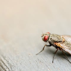 Las plantas que hay que utilizar para evitar la entrada de moscas y mosquitos en casa