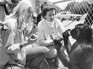 Koko era una gorila occidental de llanura (Gorilla gorilla gorilla), que nació en 1971 en el zoo de San Francisco. Antes de cumplir su primer año fue entrenada por la doctora Francine "Penny" Patterson en el aprendizaje del lenguaje de signos. En su estudio, Koko llegó a reconocer más de 1.000 signos y más de 2.000 palabras en inglés. Además adoptó un gatito como mascota y llegó a aprender a usar una cámara de fotos. Murió en 2018 a los 46 años. En la imagen está respondiendo a Penny que sí tiene hambre como le había preguntado la doctora previamente. 