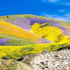 What is a superbloom? Where are the best places to see it in California?
