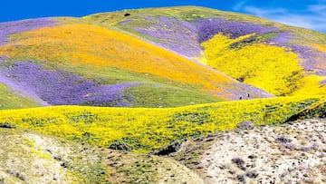 The abundant rainfall that has drenched the Golden State is helping to provide the right conditions for an explosion of colors from a wildflower superbloom.