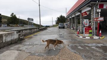 DVD 1022(/10/20)
Un perro pasea enfrente de la gasolinera de Somosierra, uno de los pueblos sin coronavirus de Madrid, y que está prácticamente desértico.
David Expósito.