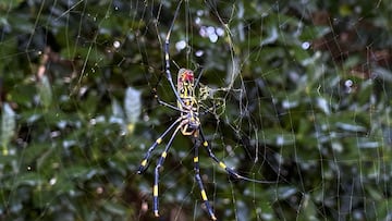 Una ara&ntilde;a gigante, conocida como &#039;Joro Spider&#039;, procedente de Asia, podr&iacute;a llegar en los pr&oacute;ximos d&iacute;as a la costa este de Estados Unidos, seg&uacute;n predijeron cient&iacute;ficos.
